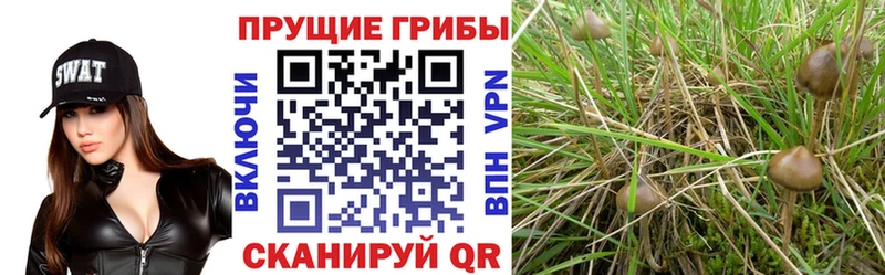 MEGA маркетплейс Донской Псилоцибиновые грибы MAGIC MUSHROOMS наркошоп